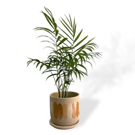 テーブルヤシ　POT付　Chamaedorea elegans