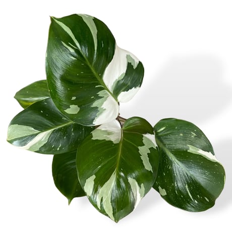 フィロデンドロン　ホワイトナイト　Philodendron White knight