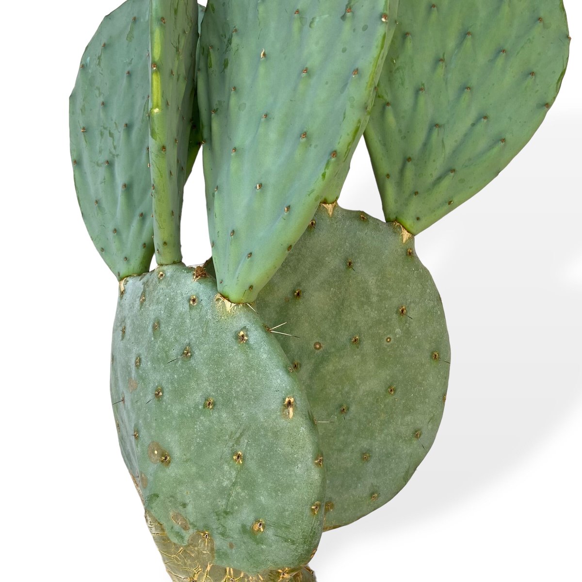 ウチワサボテン　ロブスタ(大丸盆)　Opuntia robusta