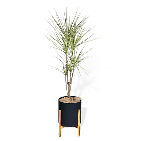 ドラセナ　コンシンネ　ホワイボリー　Dracaena concinna ”whibolly”