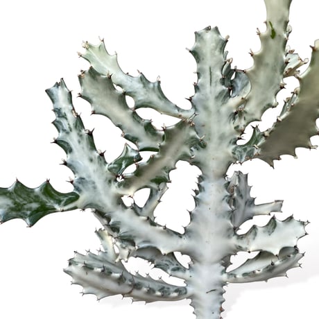 ユーフォルビア　ホワイトゴースト　　Euphorbia lactea "White Ghost"