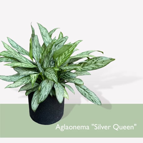 アグラオネマ シルバークイーン　POT付　　Aglaonema "Silver Queen"