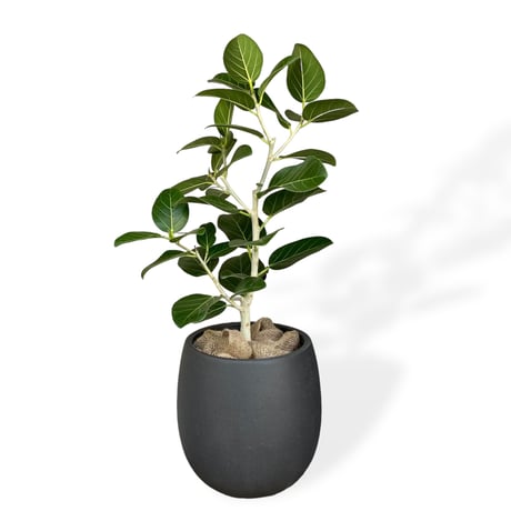 フィカス　ベンガレンシス　Ficus benghalensis