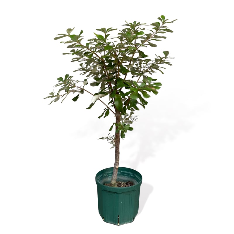 バンクシア インテグリフォリア (コーストバンクシア) Banksia バンクシア インテグリフォリア (コーストバンクシア) Banksia