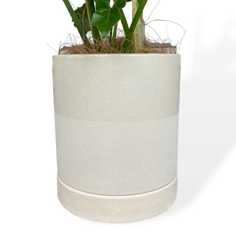 フィロデンドロン　セローム　Philodendron ”Selloum”