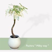 パキラ　ミルキーウェイ　Pachira Milky way