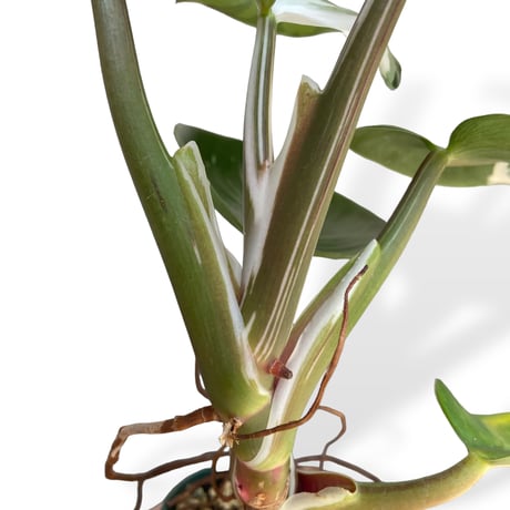 フィロデンドロン　ホワイトナイト　Philodendron White knight