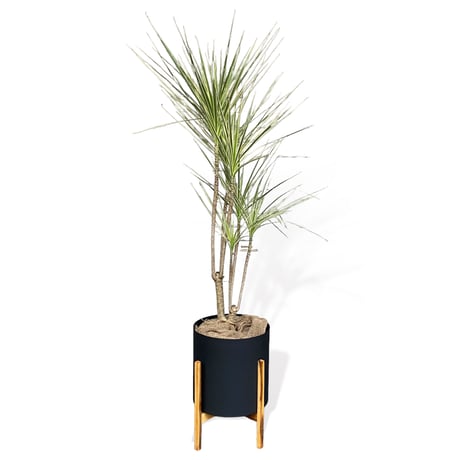 ドラセナ　コンシンネ　ホワイボリー　Dracaena concinna ”whibolly”