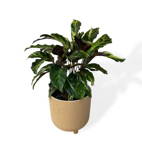 カラテア　ロウイサエ　タイビューティー　Calathea louisae  "Thai beauty"