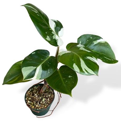 フィロデンドロン　ホワイトナイト　Philodendron White knight
