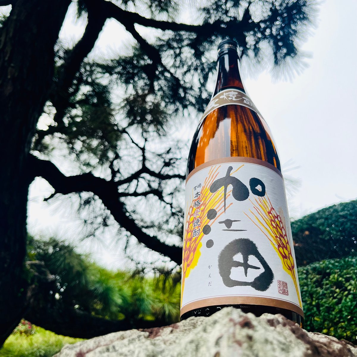 加江田・麦 1800ml | コタニ酒店