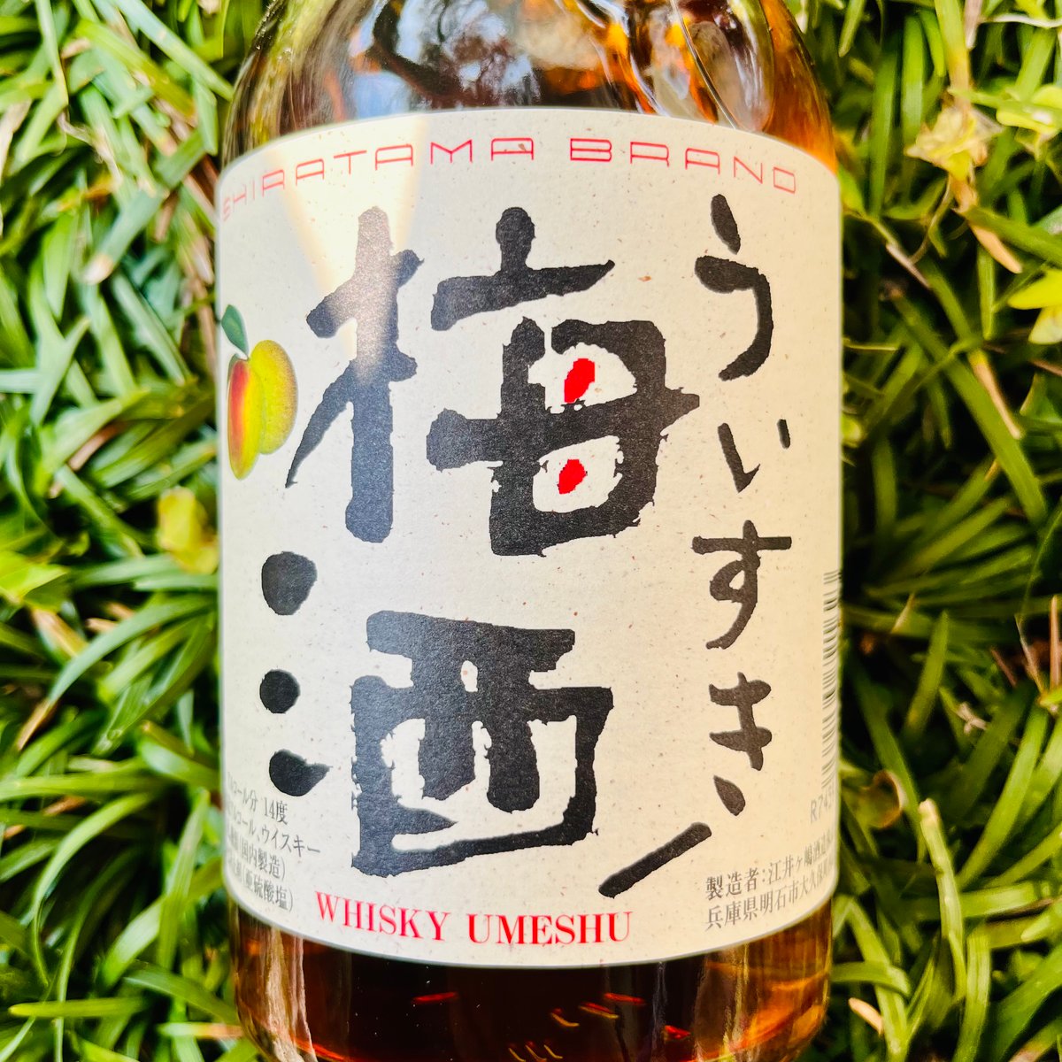 白玉 ういすきー梅酒 500ml | コタニ酒店