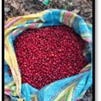 [マイルド] Peru Chanchamayo  / ペルー チャンチャマヨ  150g