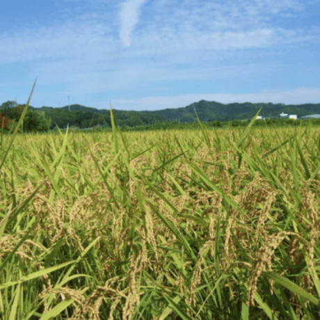 安心・安全なお米、野菜、パン、お惣菜が買える「黒川農園」in徳島