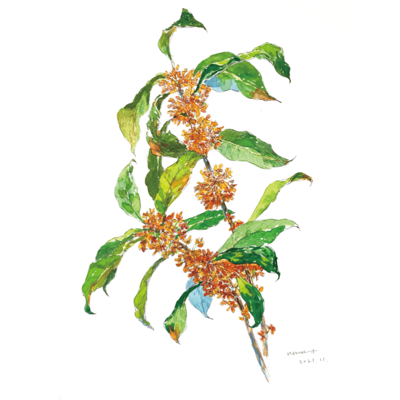 post card / ペン画 / 金木犀 | Nanae Tomimoto Online s