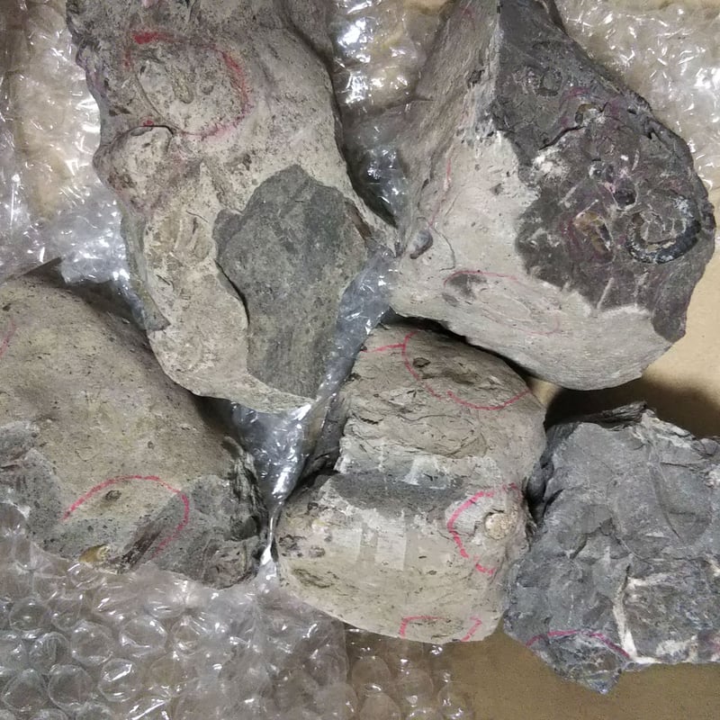 化石原石セット | 理科クラブ