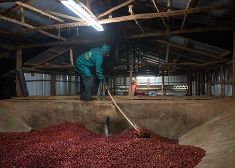 Ethiopia Guji (Natural) 　エチオピア　グジ（ナチュラル）