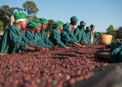Ethiopia Guji (Natural) 　エチオピア　グジ（ナチュラル）