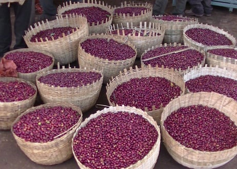 Ethiopia Guji (Natural) 　エチオピア　グジ（ナチュラル）