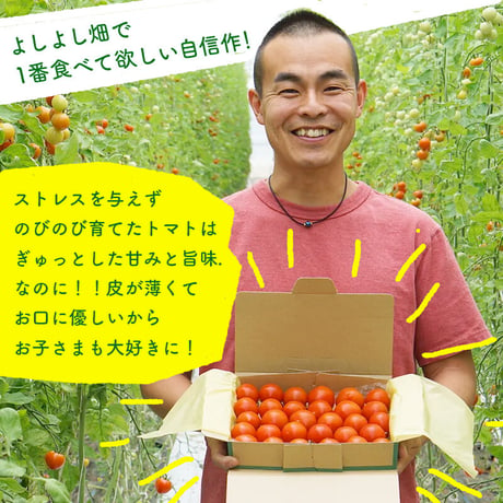 【贈り物にも】よしよし畑の中玉トマト