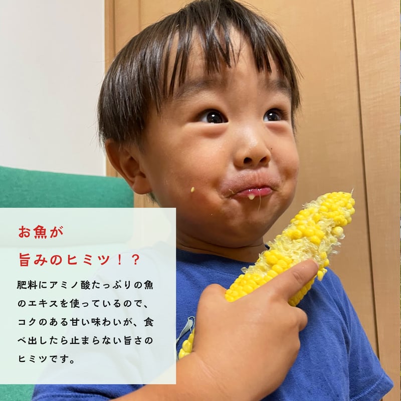 2026年予約販売】20本_甘さ弾けるトウモロコシ | よしよしonline畑