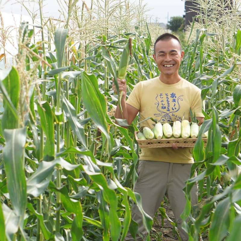 2026年予約販売】15本_甘さ弾けるトウモロコシ | よしよしonline畑