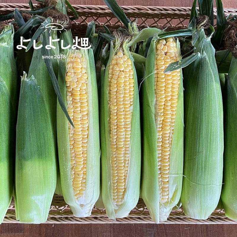 2026年予約販売】15本_甘さ弾けるトウモロコシ | よしよしonline畑