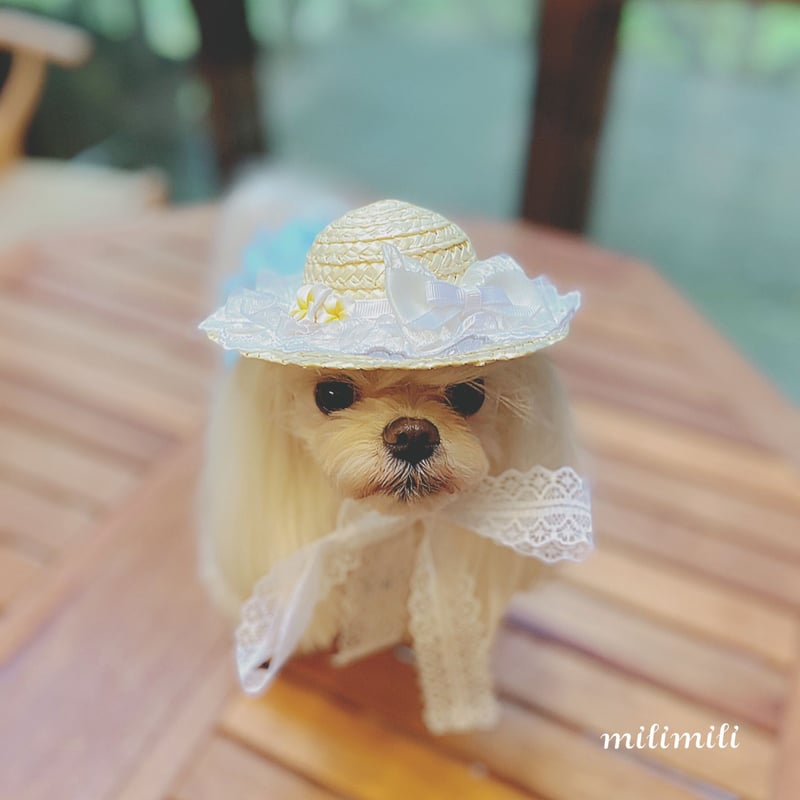 麦わら帽子Ꮮお好みカラー✗ホワイト犬・猫 プルメリア装飾❁handmade 麦わら帽子Ꮮお好みカラー✗ホワイト犬・猫 プルメリア装飾