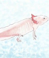 水彩画『悠々遊泳』