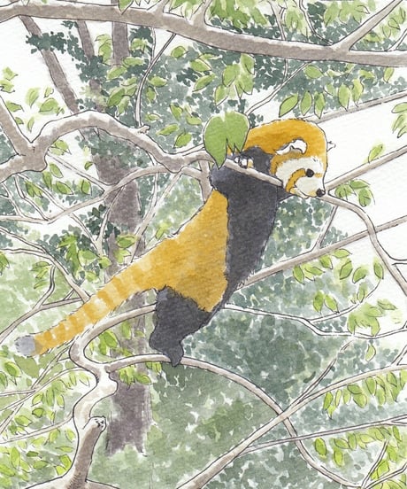 水彩画『偵察レッサーパンダ』