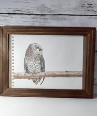 水彩画「ミミズクさん」