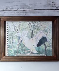 水彩画「モモイロペリカン」
