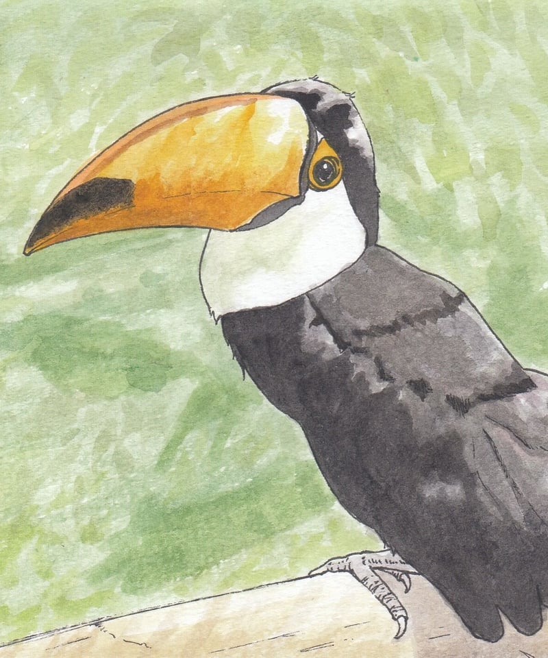 水彩画『オニオオハシさん』 | sola-chan STORE