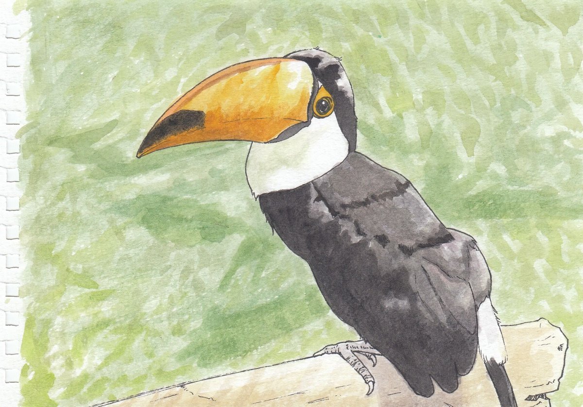 日本画で描くオニオオハシ　水彩画　水墨画　　絵　鳥　オオハシ　絵画　インテリア 日本画で描くオニオオハシ水彩画水墨画絵鳥オオハシ絵画インテリア