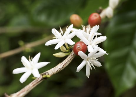 Coffee Flower Tea 珈琲花茶　(ティーバッグ1個入り)