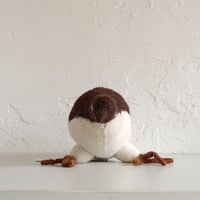 Birdwatching  MURRE