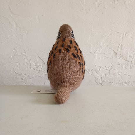 Birdwatching  TURTLE DOVE