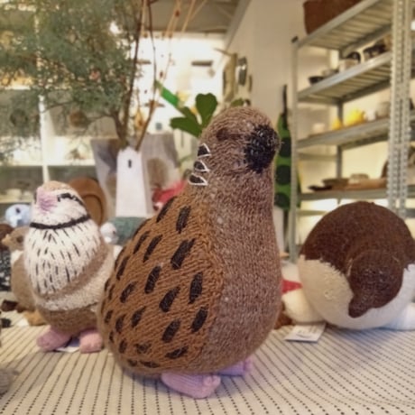 Birdwatching  TURTLE DOVE
