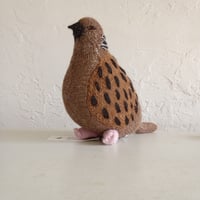 Birdwatching  TURTLE DOVE