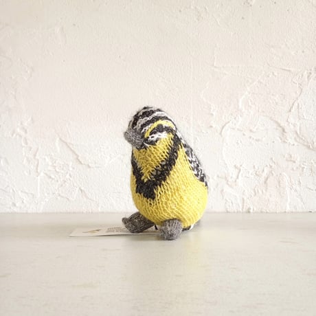 Birdwatching WESTERN MEADOWLARK