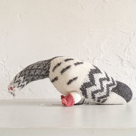 Birdwatching  HOMING PIGEON