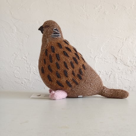 Birdwatching  TURTLE DOVE