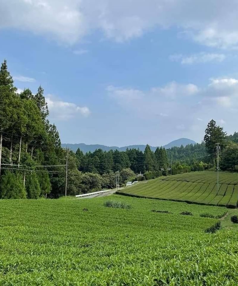 緑茶(オーガニック)煎茶 オーガニック春野緑茶(煎茶)【有機JAS認証】 | ティーズハレルヤ