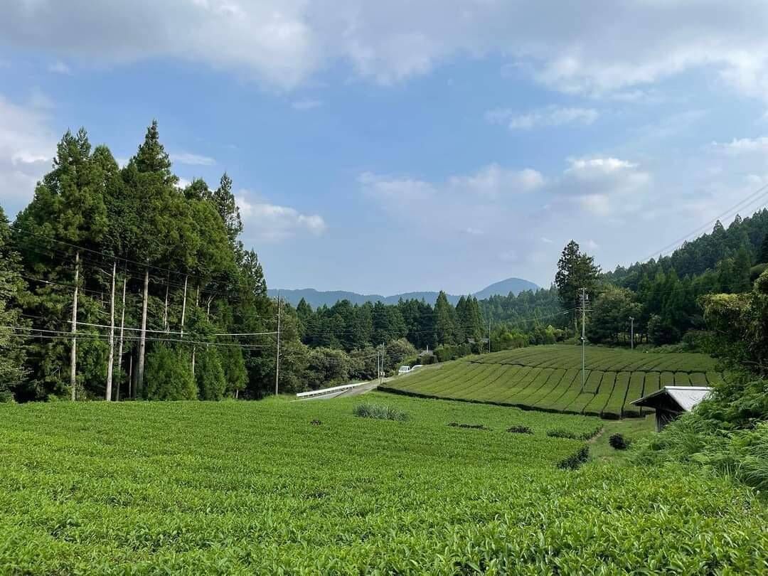 オーガニック春野緑茶(煎茶)【有機JAS認証】 | ティーズハレルヤ TEAS