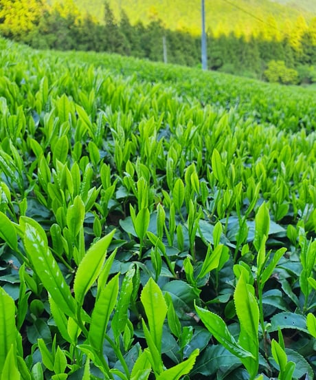 【2026年新茶/春野茶】特上煎茶(緑茶)100ｇ