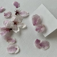淡い春〜桜の花びら〜イヤリング/ピアス