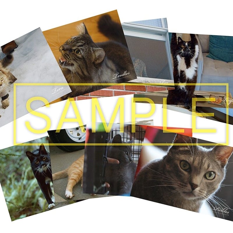 限定特典付き】『猫と、とうさん』DVD＋トーラ黒Tシャツ＆ポスト