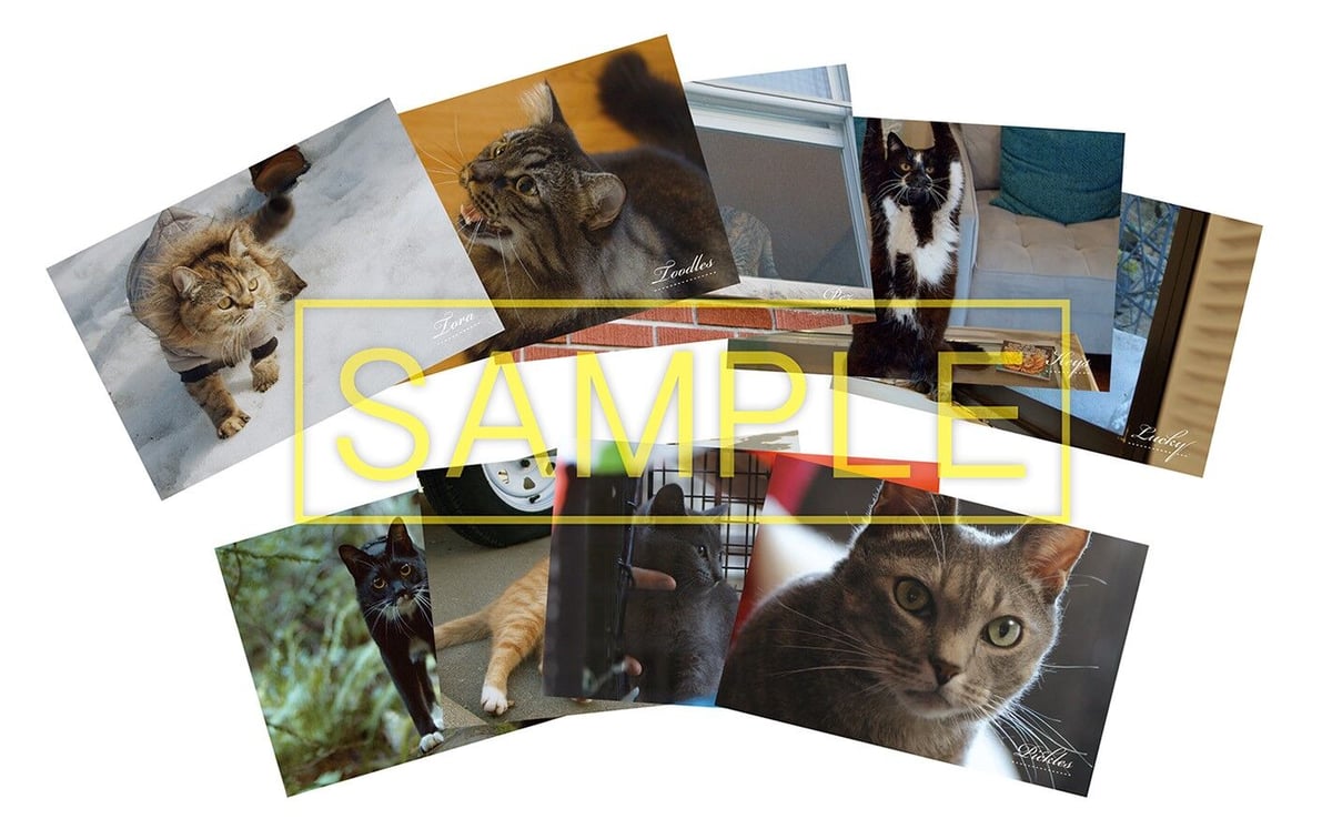 限定特典付き】『猫と、とうさん』DVD＋トーラ黒Tシャツ＆ポスト