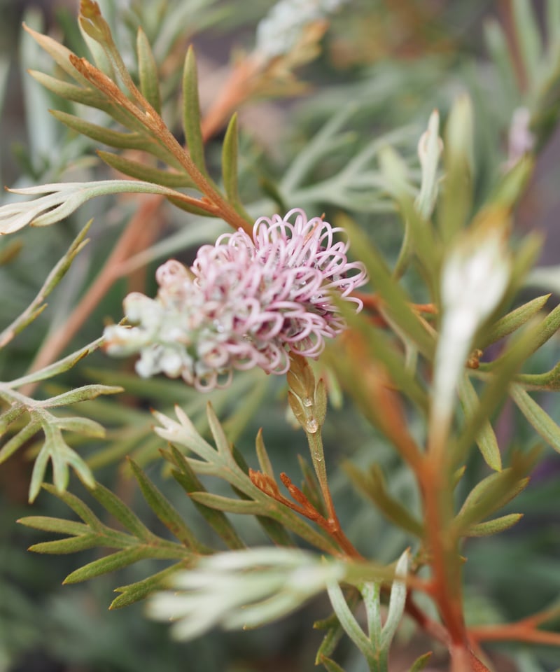 グレビレア ドローシーゴードン(ドーンパープル)7号鉢大株 グレビレア ドローシーゴードン(ドーンパープル)7号鉢大株 シルバー