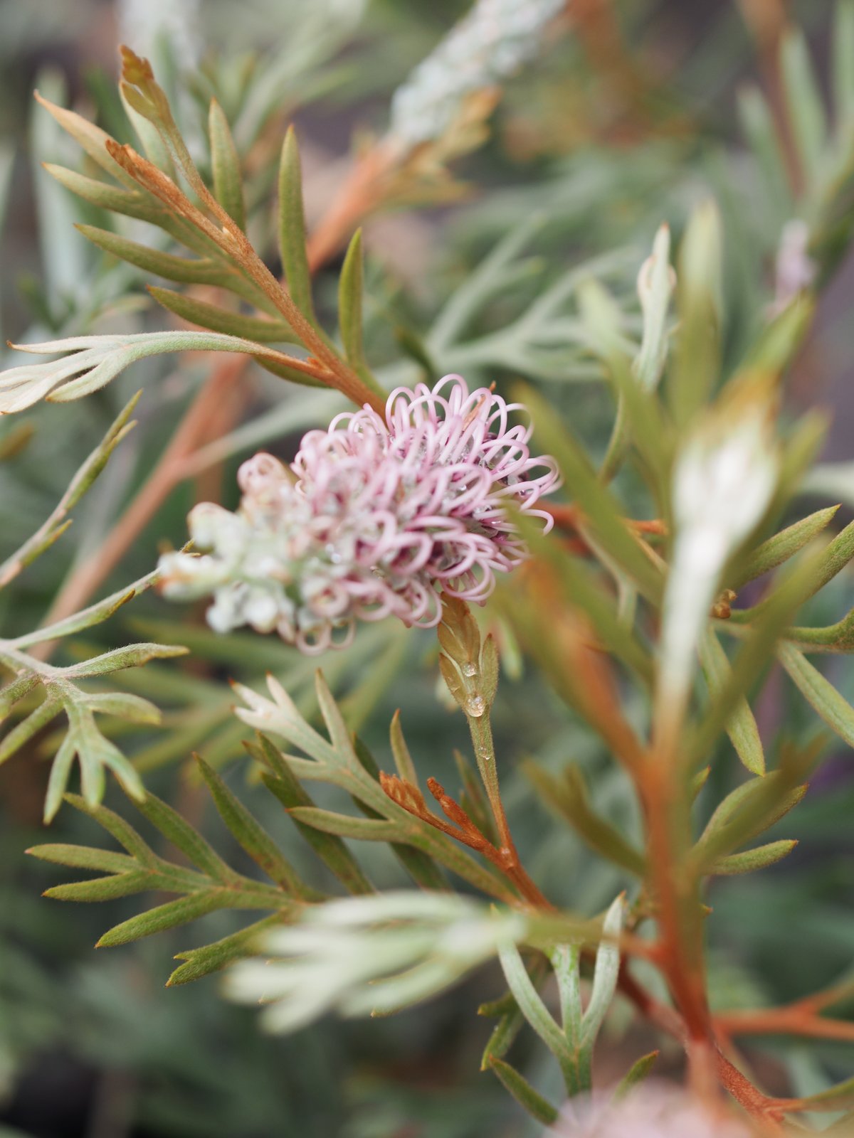 引き取り限定　銀葉グレビレア　ドーンパープル　大株 引き取り限定 銀葉グレビレア ドーンパープル 大株